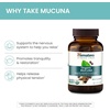 image:imageHimalaya USDA Organic Mucuna Pruriens Supplement 600 mg 60 Caplets  Mucuna Pruriens Extract for Calming Relaxation from Tension amp Promoting Brain Function  Vegan NonGMO Gluten Free60 Count Pack of 1